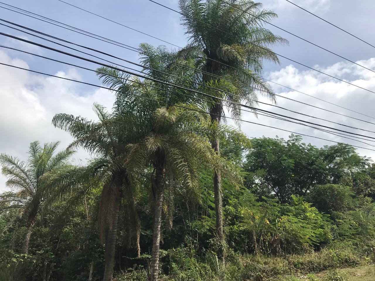 Twenty-Third image of 1 Sherbourne Heights in STONY HILL, St. Andrew, Jamaica - property is For Sale