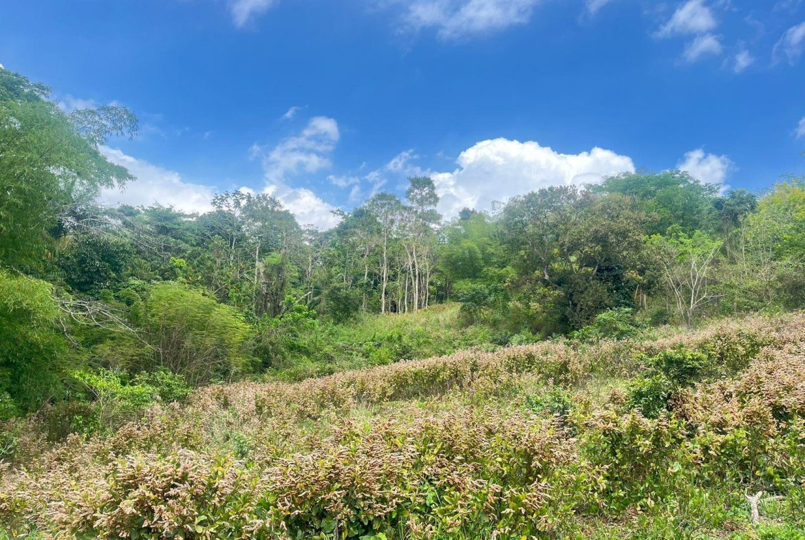 Second image of Lots 1-3 Tavanore in Rose Hill, Clarendon, Jamaica - property is For Sale
