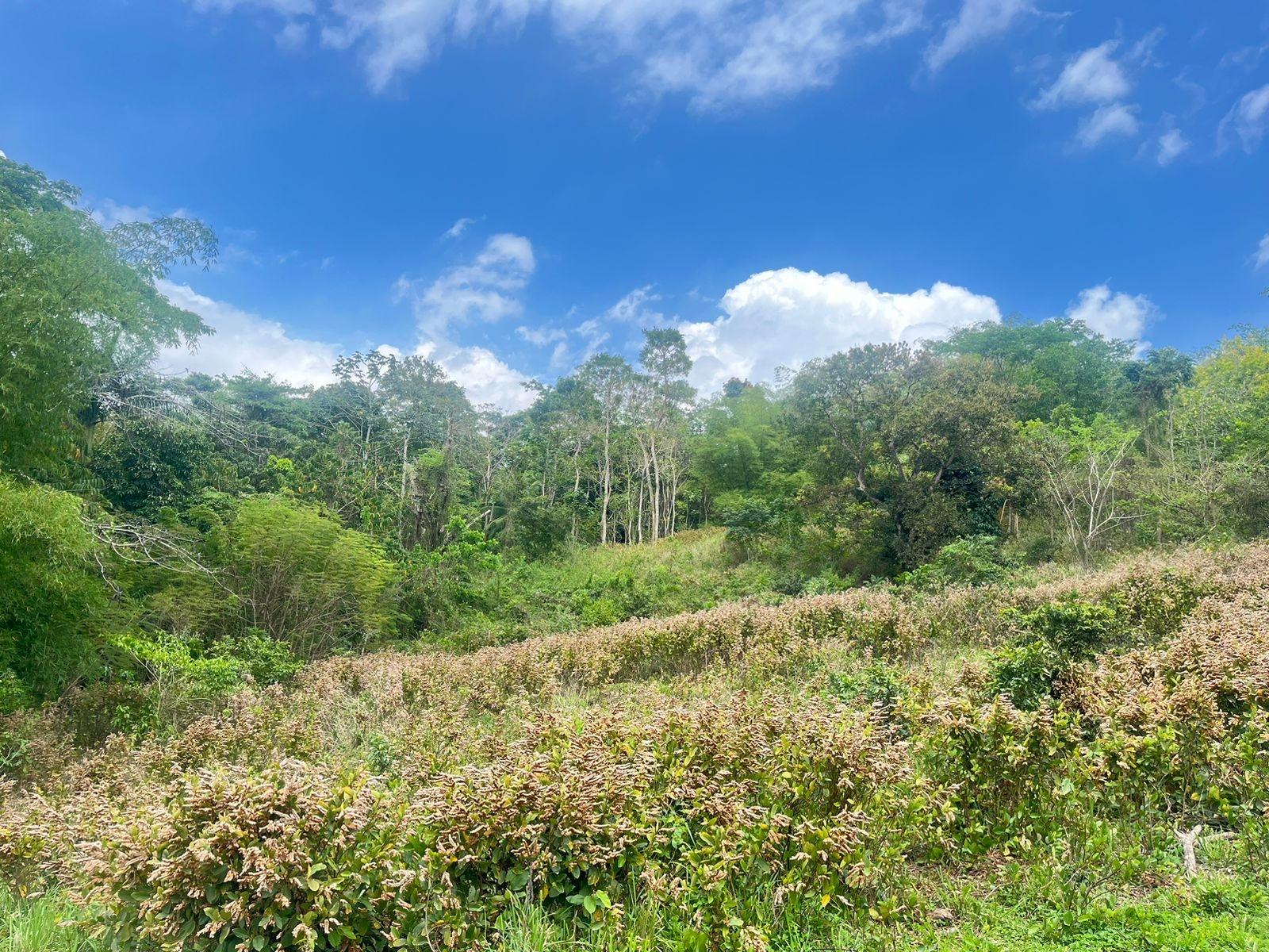 Second image of Lots 1-3 Tavanore in Rose Hill, Clarendon, Jamaica - property is For Sale