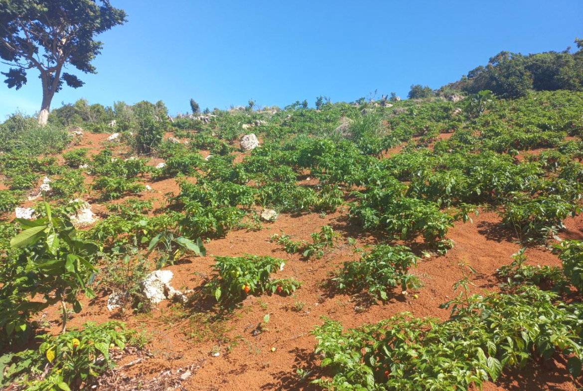 Eleventh image of Amby, Maidstone, Manchest in Maidstone, Manchester, Jamaica - property is For Sale