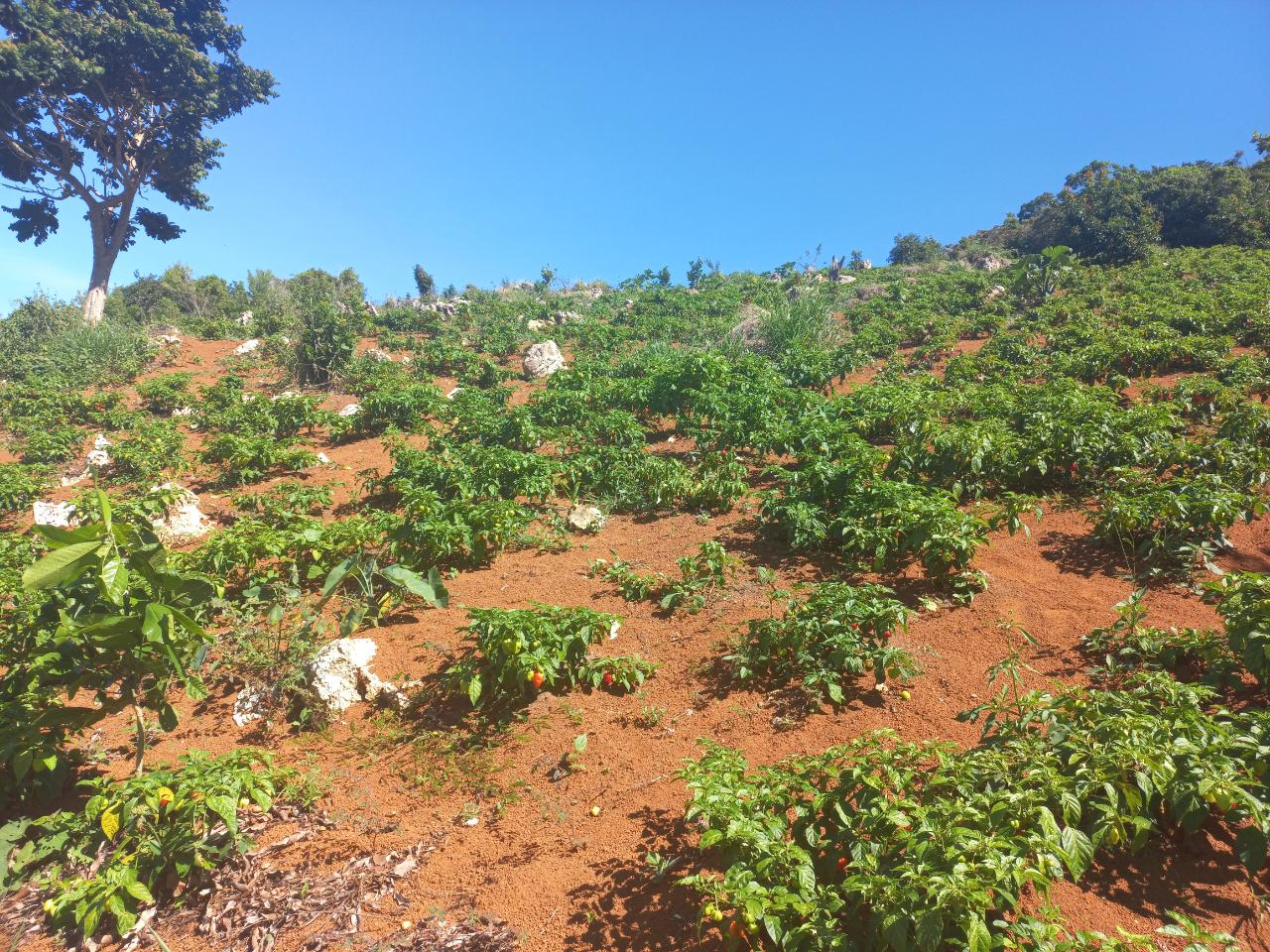 Eleventh image of Amby, Maidstone, Manchest in Maidstone, Manchester, Jamaica - property is For Sale