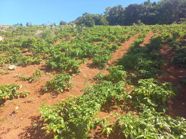 Tenth image of Amby, Maidstone, Manchest in Maidstone, Manchester, Jamaica - property is For Sale