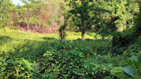 Sixth image of 1 Bromley ,nonsuch in Nonsuch, Portland, Jamaica - property is For Sale