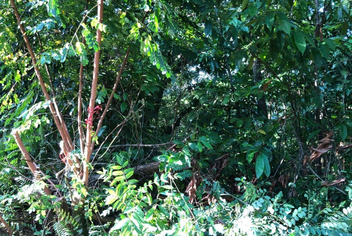 Eighth image of 1 Bromley ,nonsuch in Nonsuch, Portland, Jamaica - property is For Sale