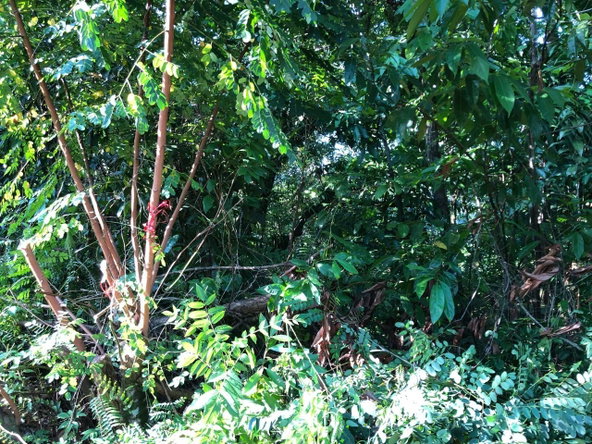 Eighth image of 1 Bromley ,nonsuch in Nonsuch, Portland, Jamaica - property is For Sale