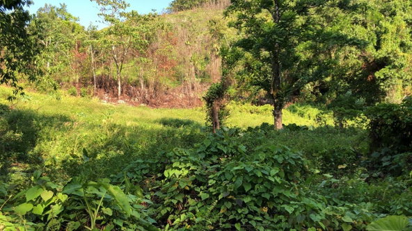 Tenth image of 1 Bromley ,nonsuch in Nonsuch, Portland, Jamaica - property is For Sale