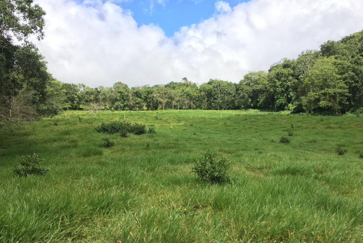 Second image of Chippenham Park, Bamboo in Bamboo, St. Ann, Jamaica - property is For Sale