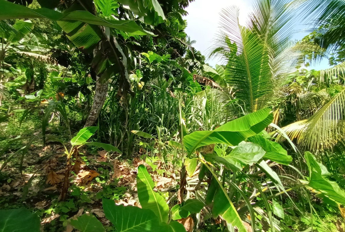 Eleventh image of Pear Tree River in Pear Tree River, St. Thomas, Jamaica - property is For Sale