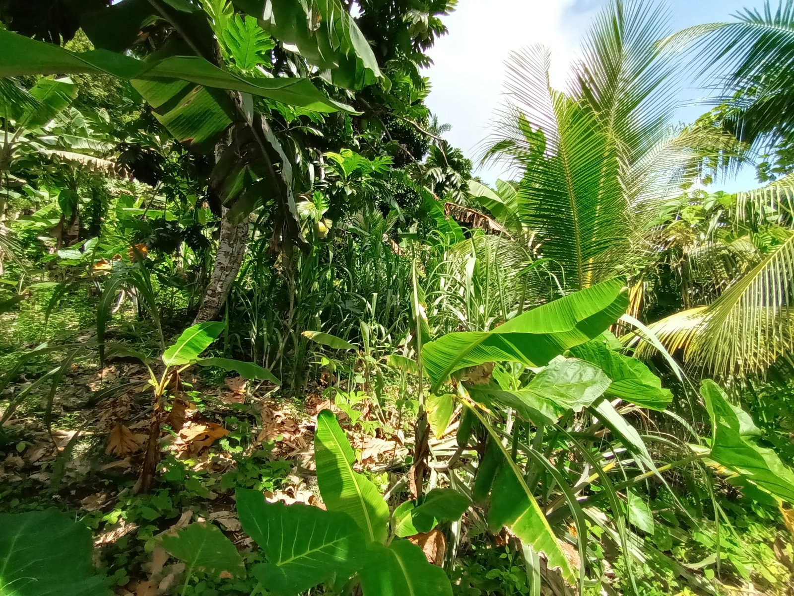 3-Acre-Residential-Development-Land-for-Sale-in-Pear-Tree-River-Jamaica Eleventh image of Pear Tree River in Pear Tree River, St. Thomas, Jamaica - property is For Sale