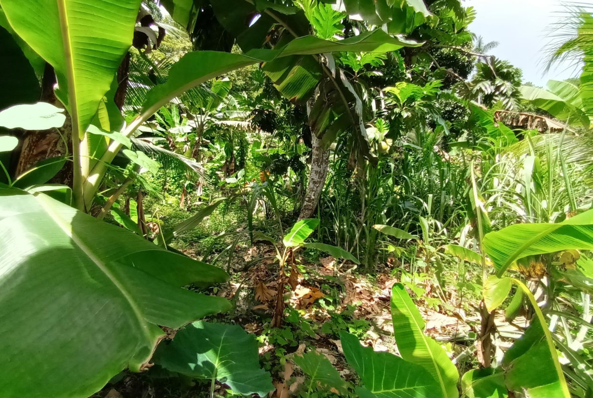 Twelfth image of Pear Tree River in Pear Tree River, St. Thomas, Jamaica - property is For Sale