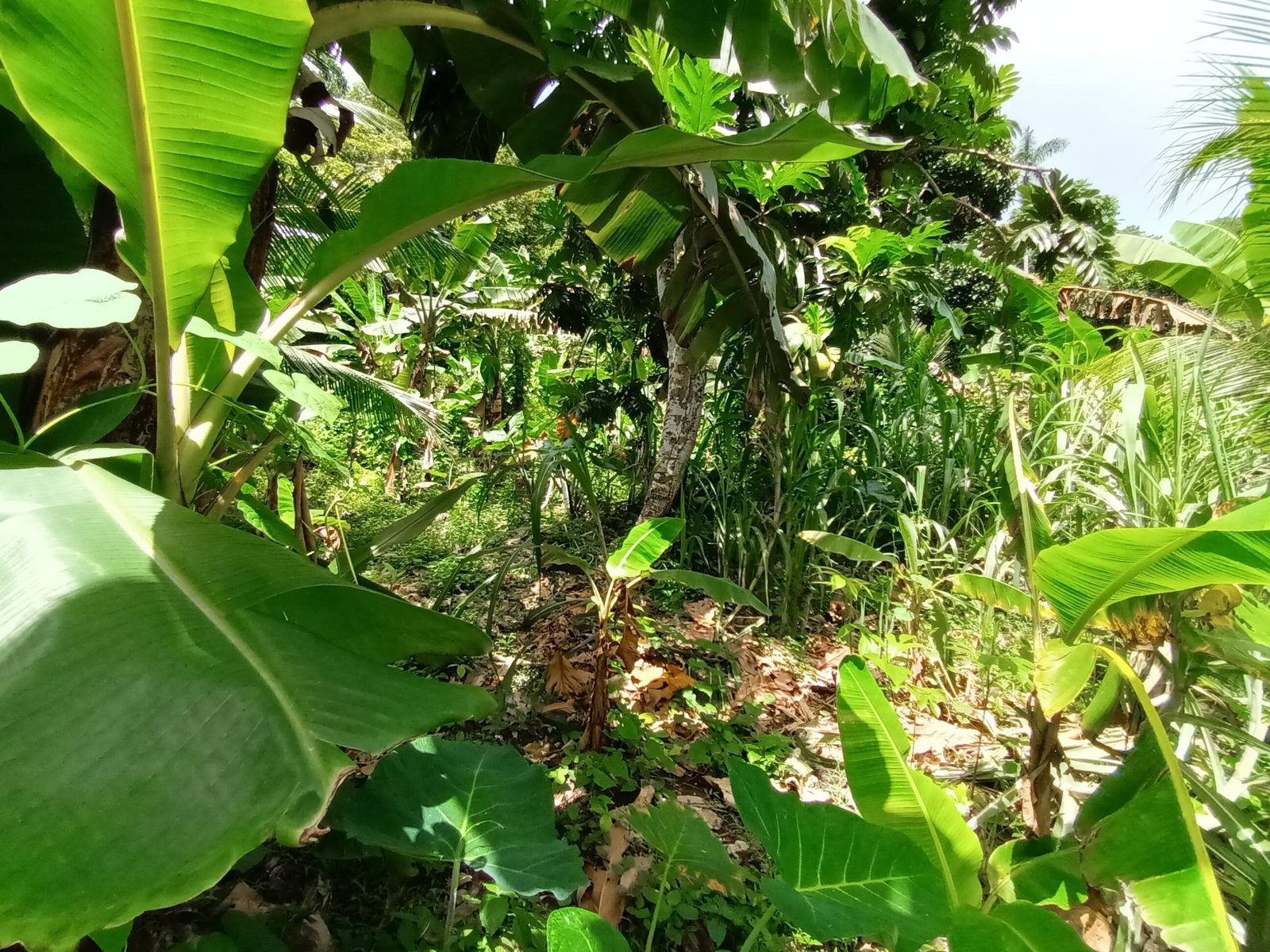 3-Acre-Residential-Development-Land-for-Sale-in-Pear-Tree-River-Jamaica Twelfth image of Pear Tree River in Pear Tree River, St. Thomas, Jamaica - property is For Sale