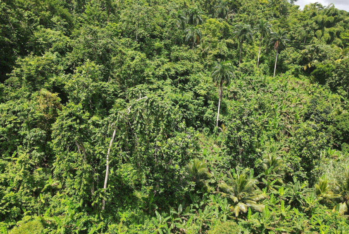 First image of Pear Tree River in Pear Tree River, St. Thomas, Jamaica - property is For Sale