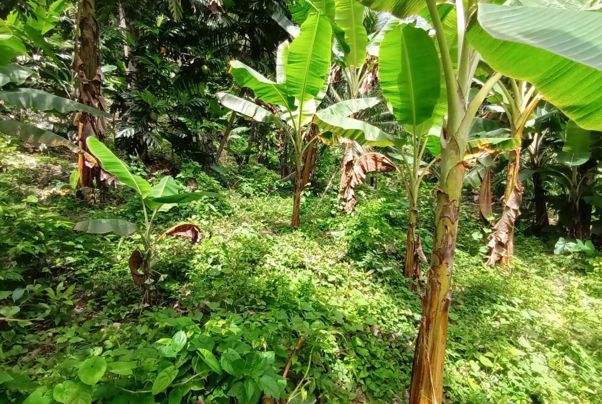 Thirteenth image of Pear Tree River in Pear Tree River, St. Thomas, Jamaica - property is For Sale