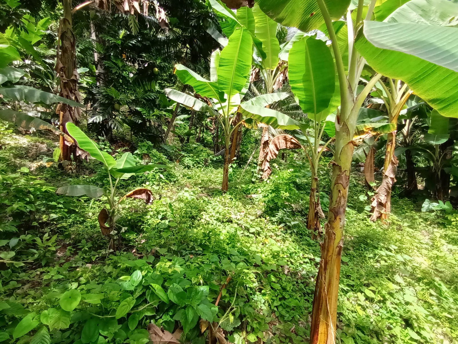 3-Acre-Residential-Development-Land-for-Sale-in-Pear-Tree-River-Jamaica Thirteenth image of Pear Tree River in Pear Tree River, St. Thomas, Jamaica - property is For Sale