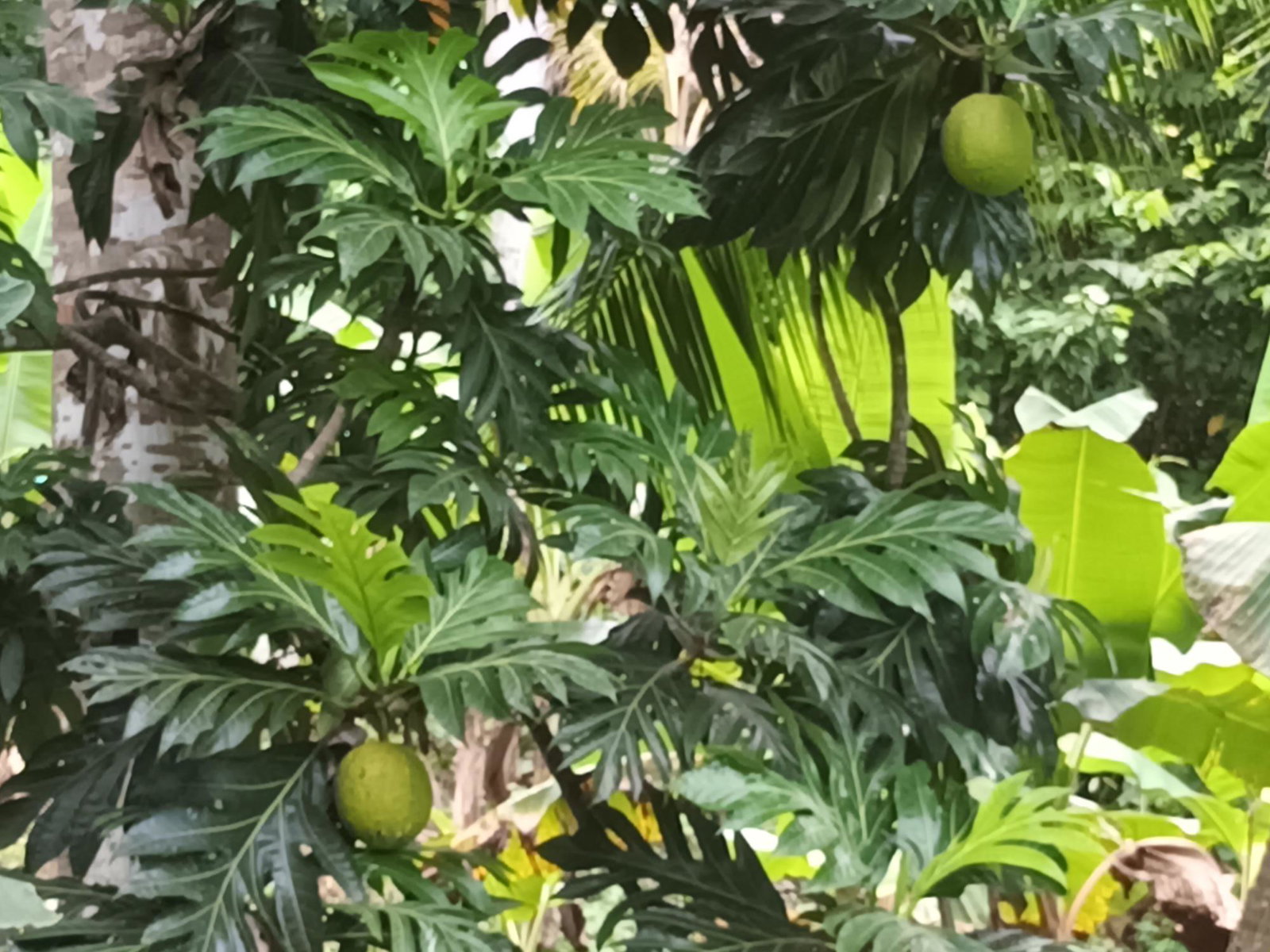 3-Acre-Residential-Development-Land-for-Sale-in-Pear-Tree-River-Jamaica Fourteenth image of Pear Tree River in Pear Tree River, St. Thomas, Jamaica - property is For Sale