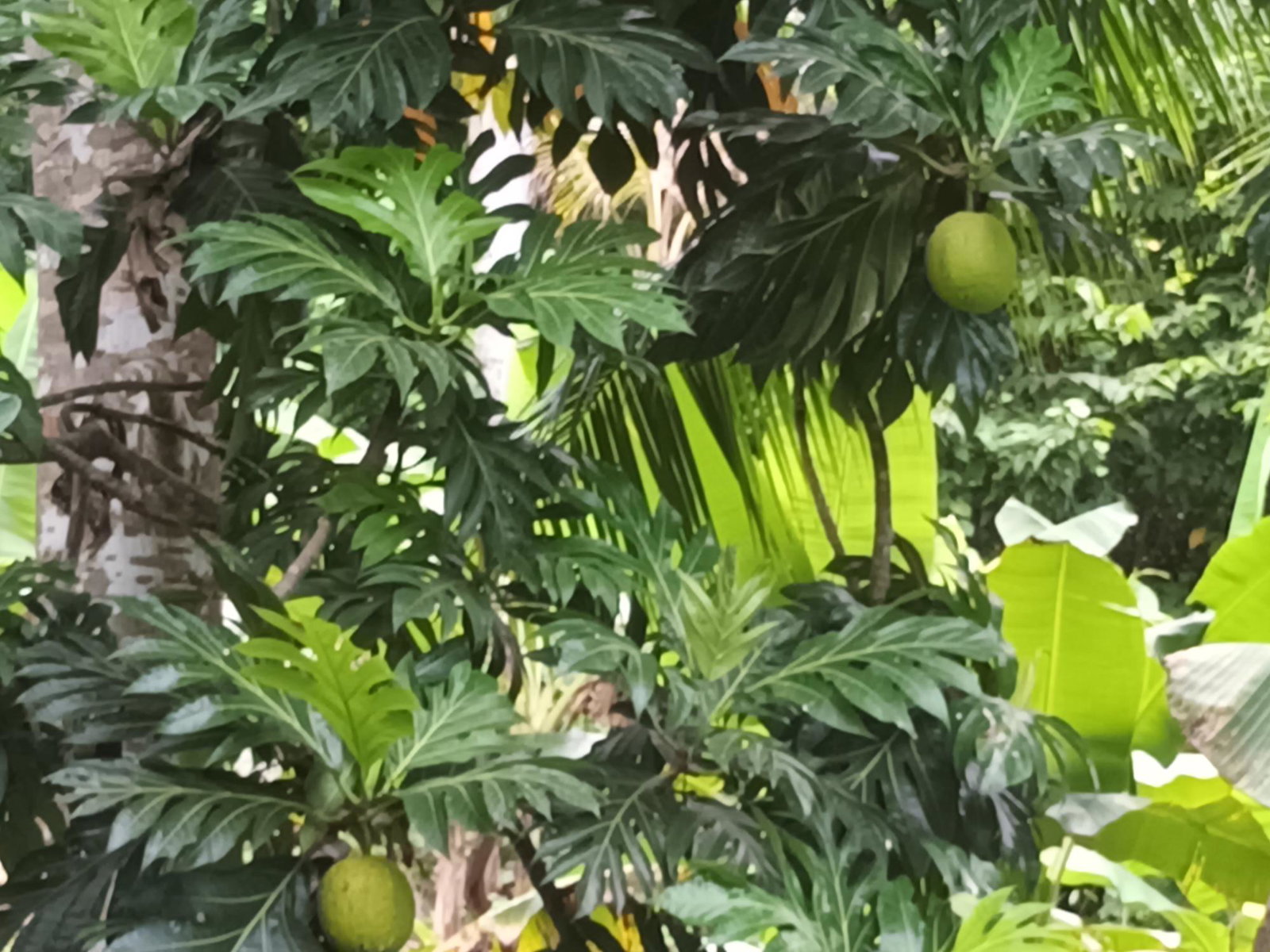 3-Acre-Residential-Development-Land-for-Sale-in-Pear-Tree-River-Jamaica Fifteenth image of Pear Tree River in Pear Tree River, St. Thomas, Jamaica - property is For Sale