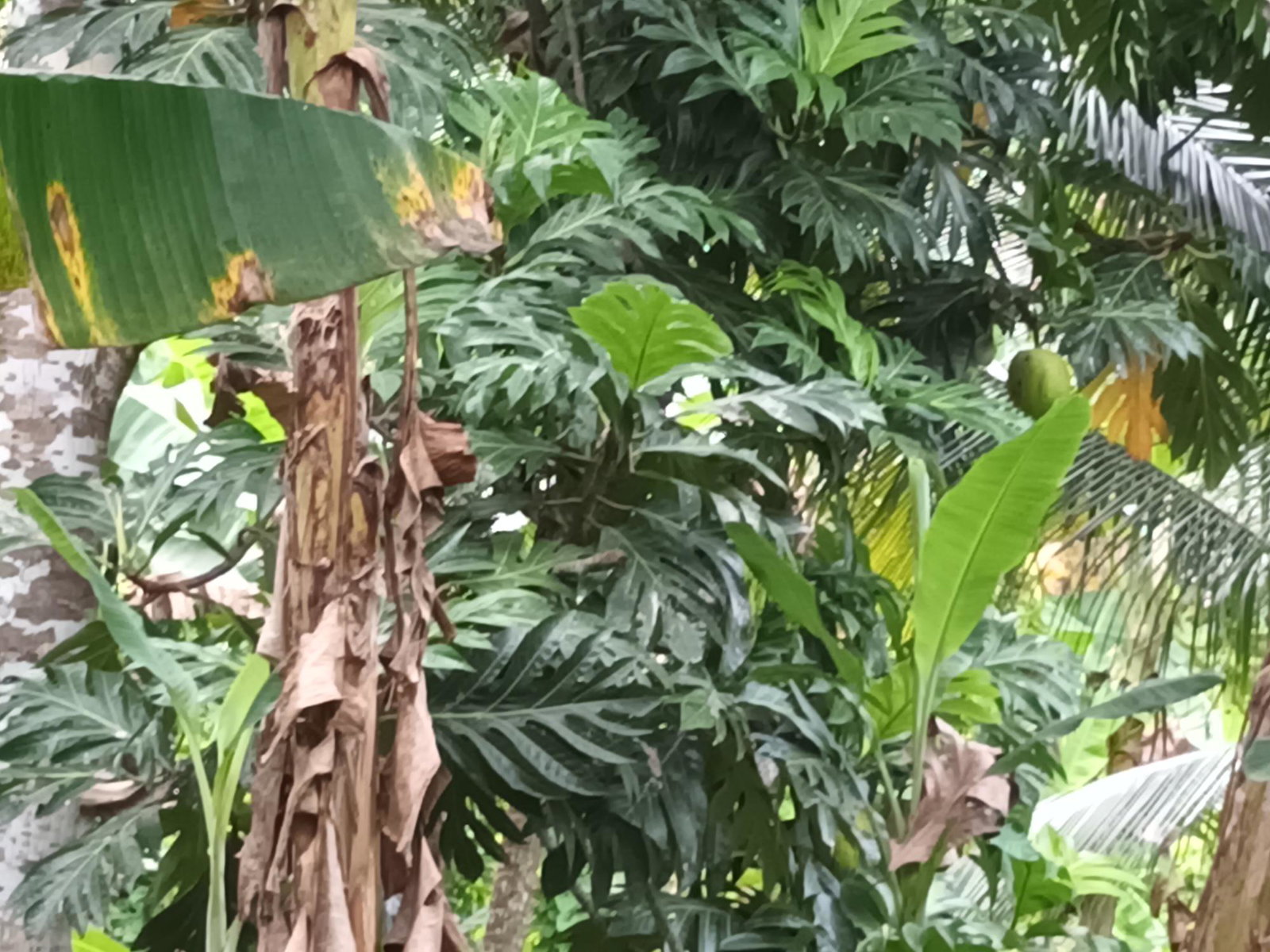 3-Acre-Residential-Development-Land-for-Sale-in-Pear-Tree-River-Jamaica Sixteenth image of Pear Tree River in Pear Tree River, St. Thomas, Jamaica - property is For Sale