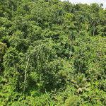 First image of Pear Tree River in Pear Tree River, St. Thomas, Jamaica - property is For Sale
