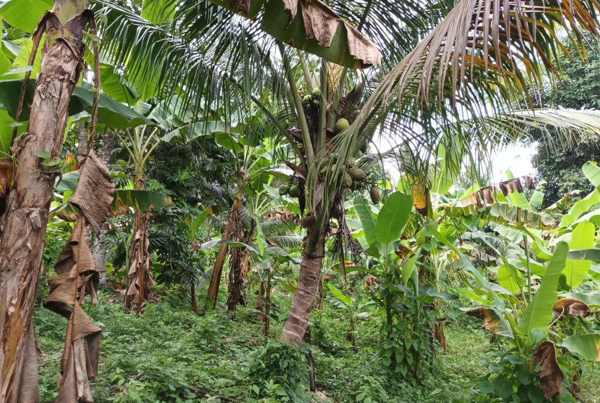 Seventeenth image of Pear Tree River in Pear Tree River, St. Thomas, Jamaica - property is For Sale