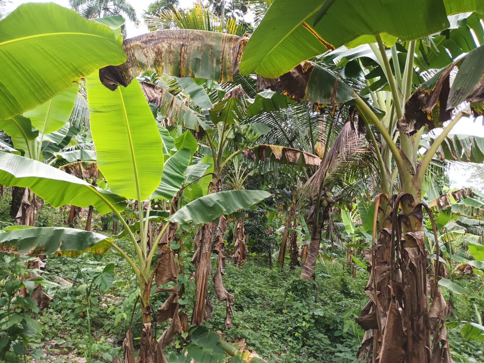3-Acre-Residential-Development-Land-for-Sale-in-Pear-Tree-River-Jamaica Eighteenth image of Pear Tree River in Pear Tree River, St. Thomas, Jamaica - property is For Sale