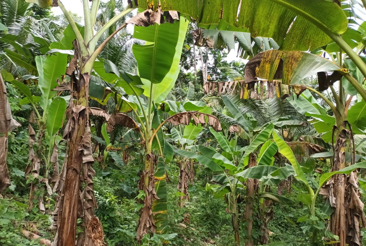 Nineteenth image of Pear Tree River in Pear Tree River, St. Thomas, Jamaica - property is For Sale