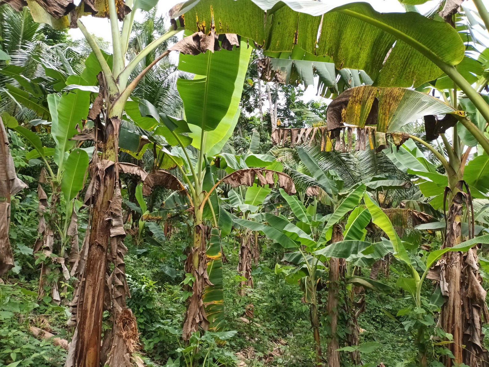 3-Acre-Residential-Development-Land-for-Sale-in-Pear-Tree-River-Jamaica Nineteenth image of Pear Tree River in Pear Tree River, St. Thomas, Jamaica - property is For Sale