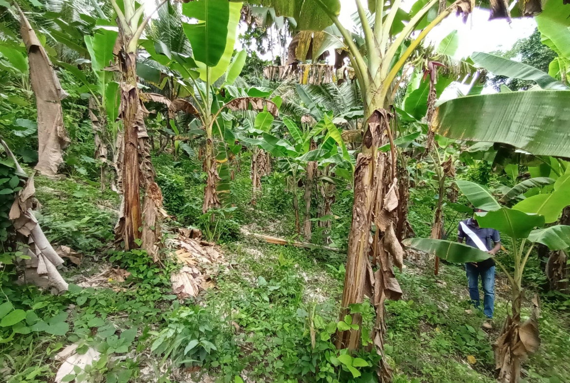 Twentieth image of Pear Tree River in Pear Tree River, St. Thomas, Jamaica - property is For Sale