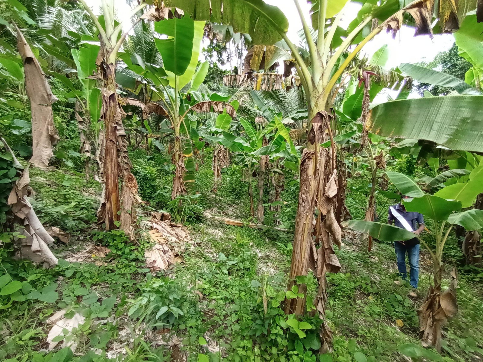 3-Acre-Residential-Development-Land-for-Sale-in-Pear-Tree-River-Jamaica Twentieth image of Pear Tree River in Pear Tree River, St. Thomas, Jamaica - property is For Sale