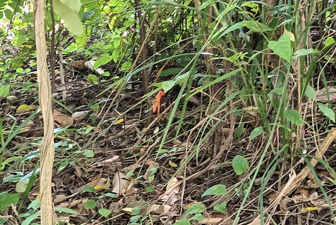 Twenty-First image of Pear Tree River in Pear Tree River, St. Thomas, Jamaica - property is For Sale