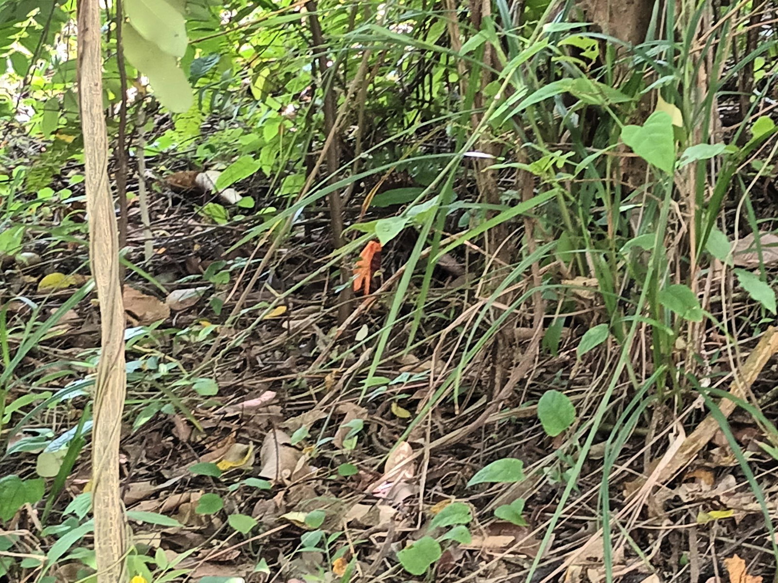 3-Acre-Residential-Development-Land-for-Sale-in-Pear-Tree-River-Jamaica Twenty-First image of Pear Tree River in Pear Tree River, St. Thomas, Jamaica - property is For Sale