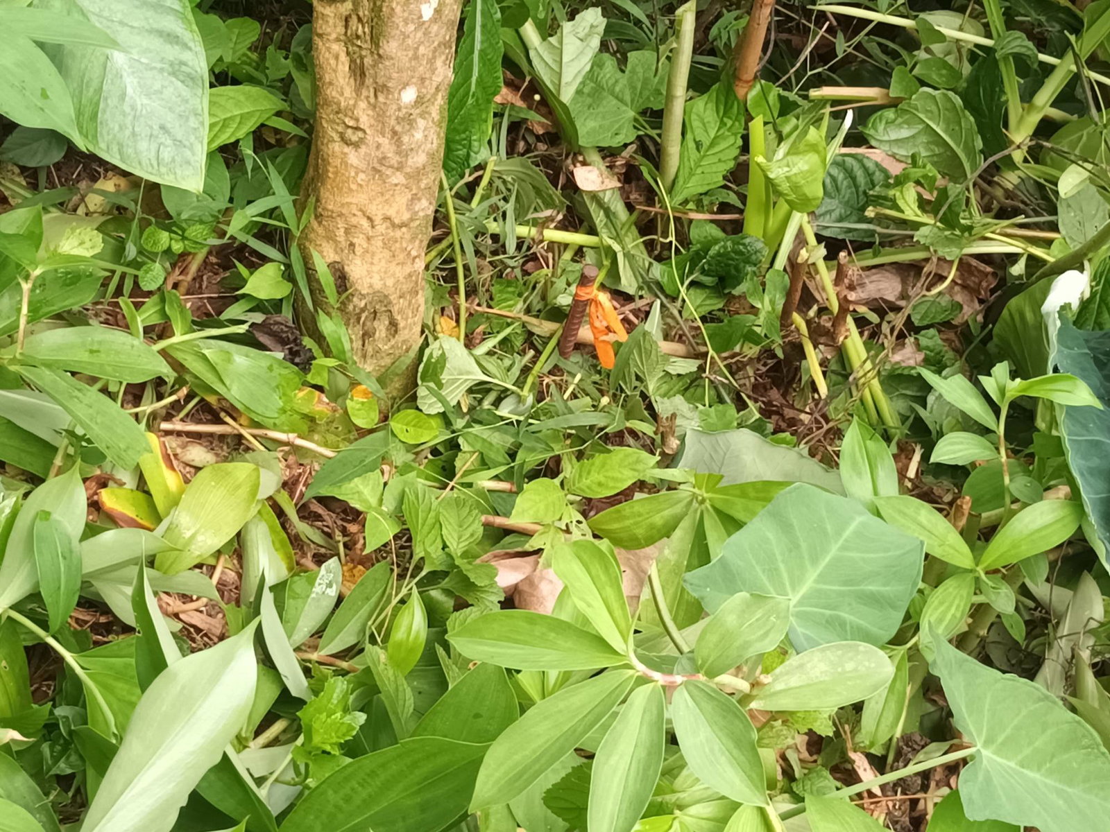 3-Acre-Residential-Development-Land-for-Sale-in-Pear-Tree-River-Jamaica Fifth image of Pear Tree River in Pear Tree River, St. Thomas, Jamaica - property is For Sale