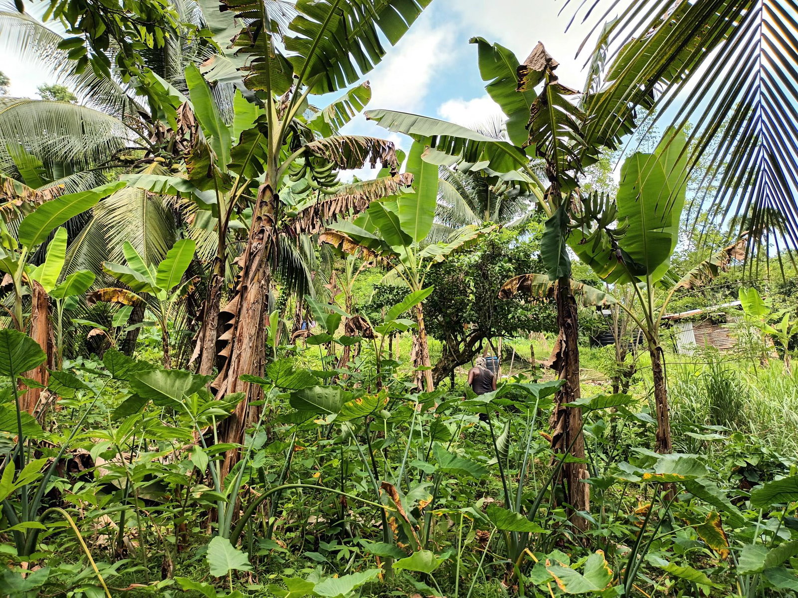 3-Acre-Residential-Development-Land-for-Sale-in-Pear-Tree-River-Jamaica Sixth image of Pear Tree River in Pear Tree River, St. Thomas, Jamaica - property is For Sale