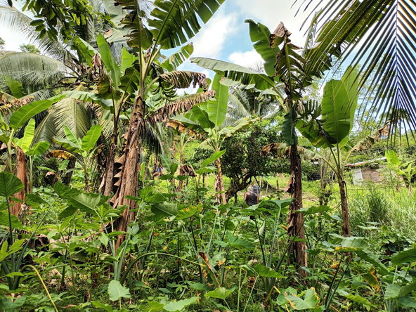 Sixth image of Pear Tree River in Pear Tree River, St. Thomas, Jamaica - property is For Sale