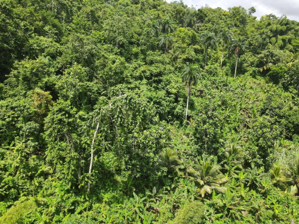 First image of Pear Tree River in Pear Tree River, St. Thomas, Jamaica - property is For Sale