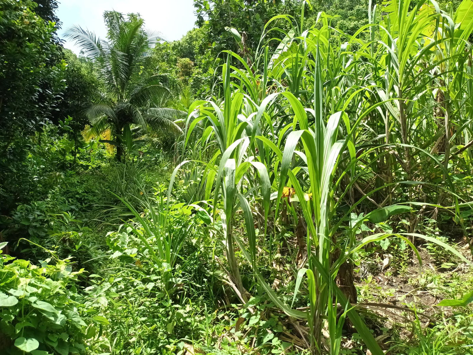 3-Acre-Residential-Development-Land-for-Sale-in-Pear-Tree-River-Jamaica Seventh image of Pear Tree River in Pear Tree River, St. Thomas, Jamaica - property is For Sale