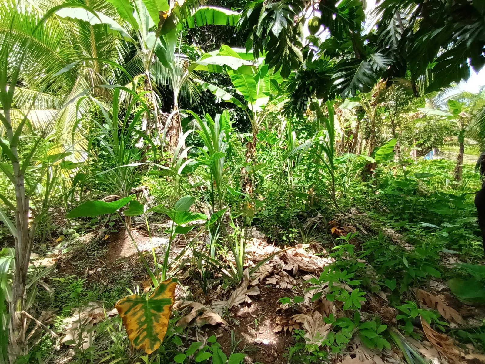 3-Acre-Residential-Development-Land-for-Sale-in-Pear-Tree-River-Jamaica Eighth image of Pear Tree River in Pear Tree River, St. Thomas, Jamaica - property is For Sale