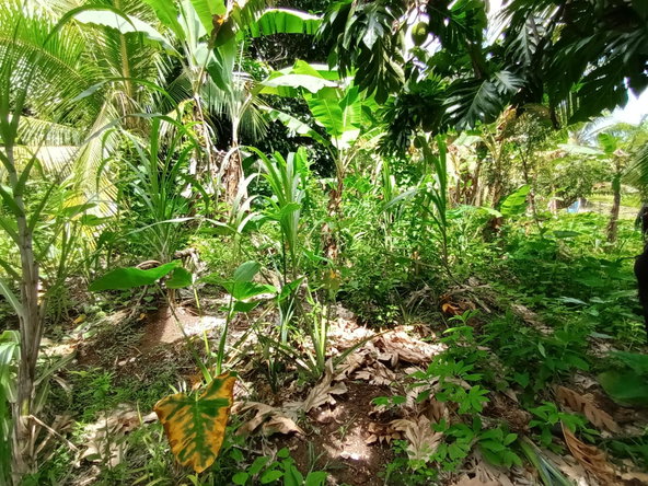 Eighth image of Pear Tree River in Pear Tree River, St. Thomas, Jamaica - property is For Sale