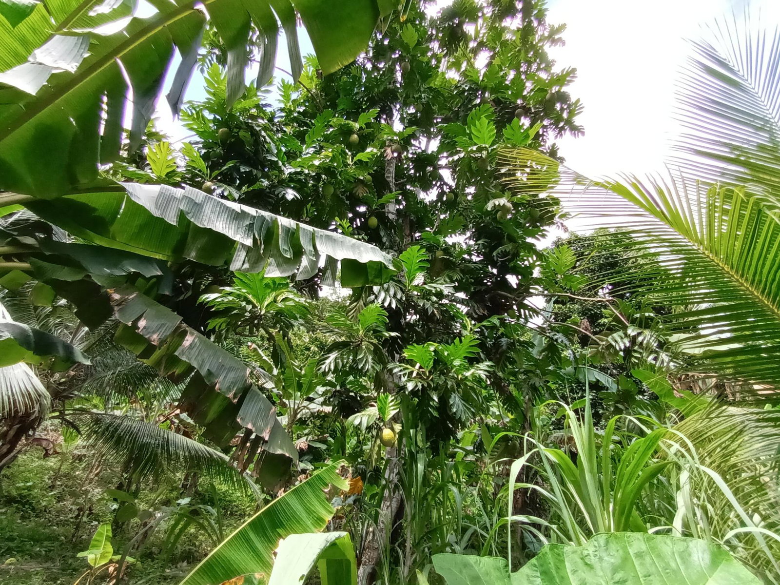 3-Acre-Residential-Development-Land-for-Sale-in-Pear-Tree-River-Jamaica Ninth image of Pear Tree River in Pear Tree River, St. Thomas, Jamaica - property is For Sale