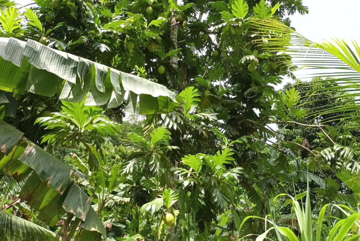 Tenth image of Pear Tree River in Pear Tree River, St. Thomas, Jamaica - property is For Sale