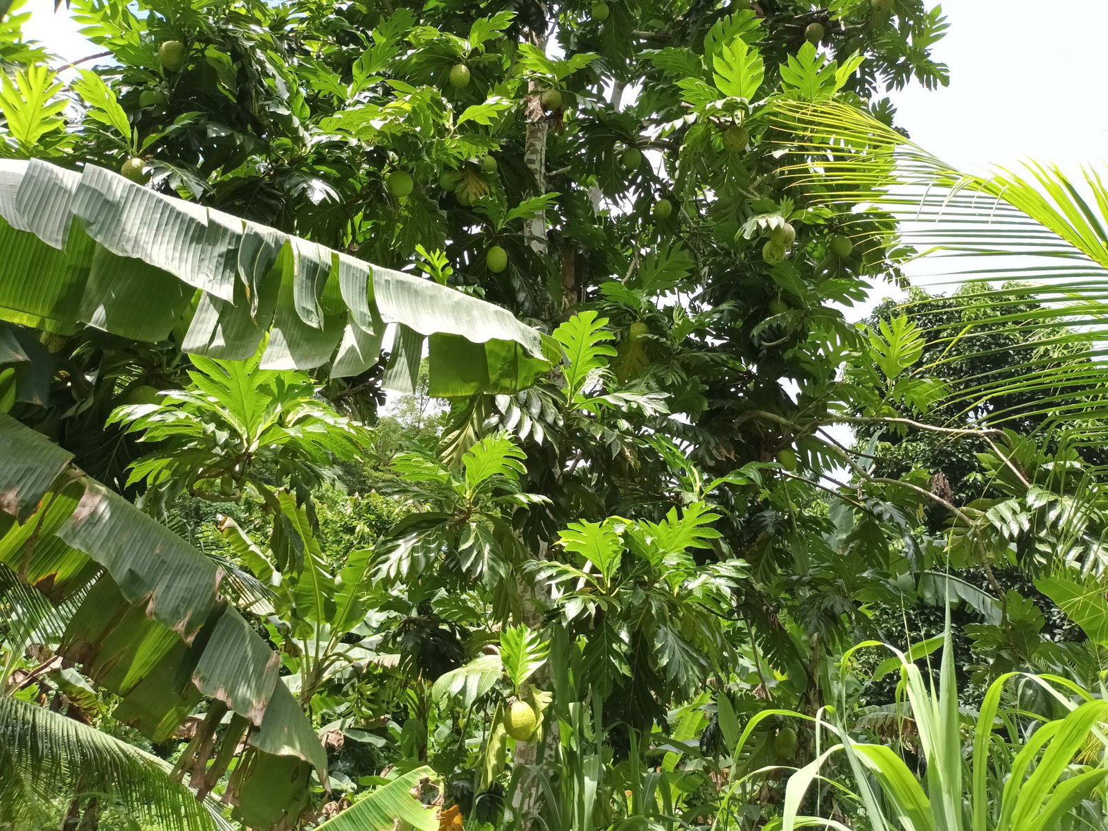 3-Acre-Residential-Development-Land-for-Sale-in-Pear-Tree-River-Jamaica Tenth image of Pear Tree River in Pear Tree River, St. Thomas, Jamaica - property is For Sale