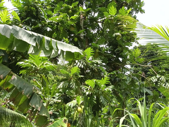 Tenth image of Pear Tree River in Pear Tree River, St. Thomas, Jamaica - property is For Sale