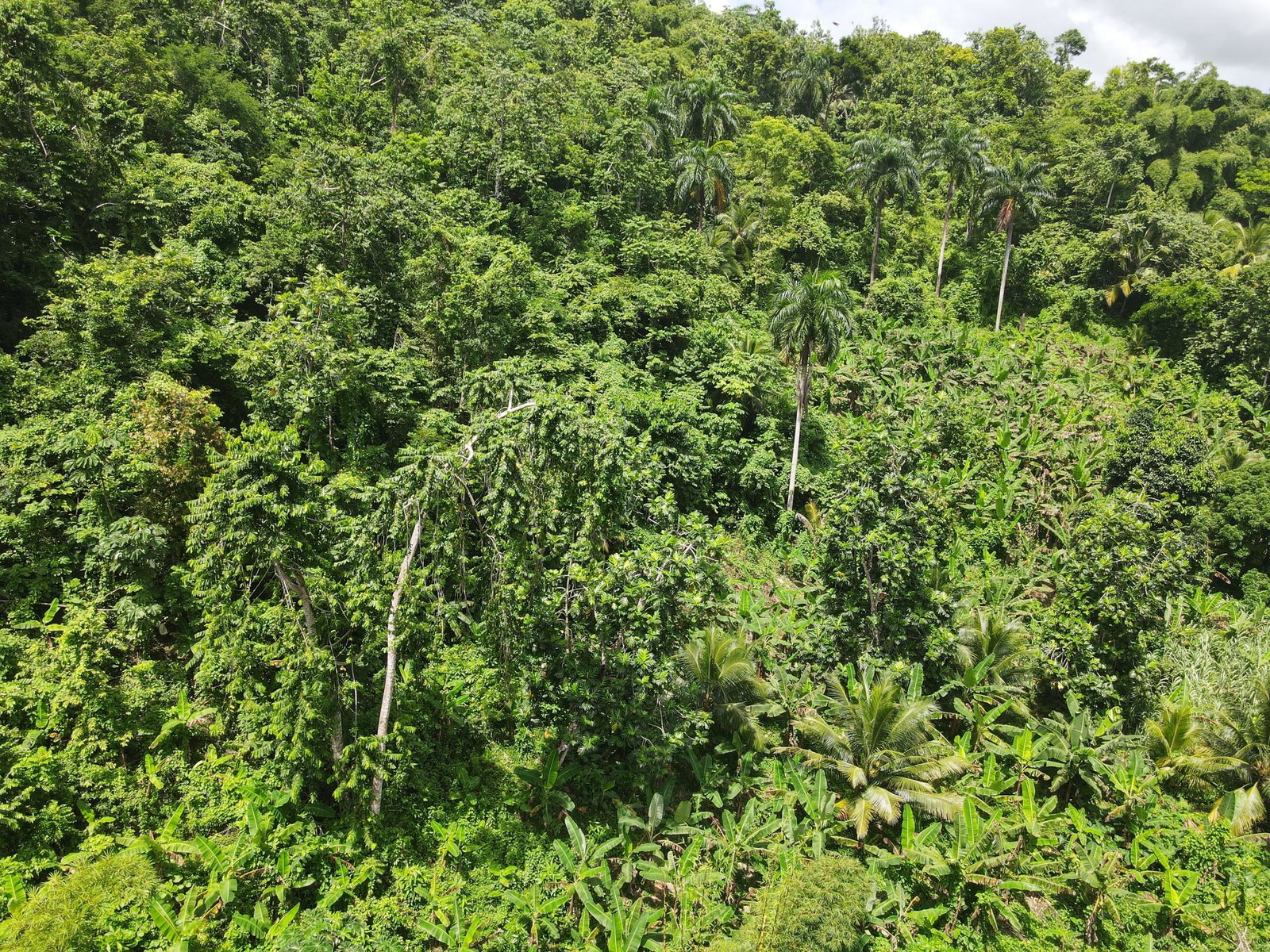 3-Acre-Residential-Development-Land-for-Sale-in-Pear-Tree-River-Jamaica First image of Pear Tree River in Pear Tree River, St. Thomas, Jamaica - property is For Sale