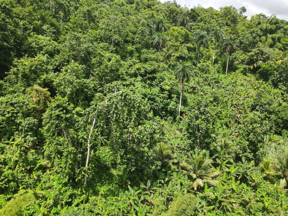 First image of Pear Tree River in Pear Tree River, St. Thomas, Jamaica - property is For Sale