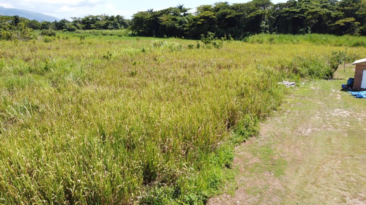 Fourteenth image of 161- Bath Pen, Sav in Savanna-La-Mar, Westmoreland, Jamaica - property is For Sale