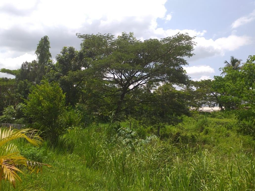 Eleventh image of Shenton, Bog Walk in Shenton, St. Catherine, Jamaica - property is For Sale