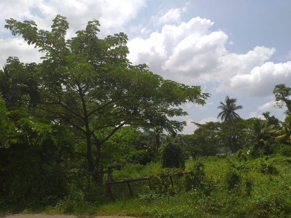 Thirteenth image of Shenton, Bog Walk in Shenton, St. Catherine, Jamaica - property is For Sale