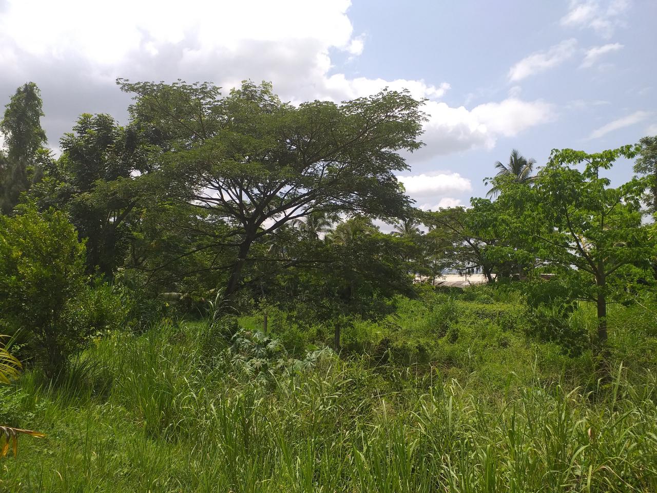 Eighth image of Shenton, Bog Walk in Shenton, St. Catherine, Jamaica - property is For Sale