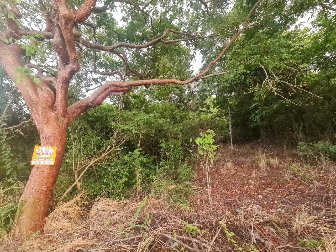 Eleventh image of Big Yard Road , Top Hill in Top Hill, St. Elizabeth, Jamaica - property is For Sale