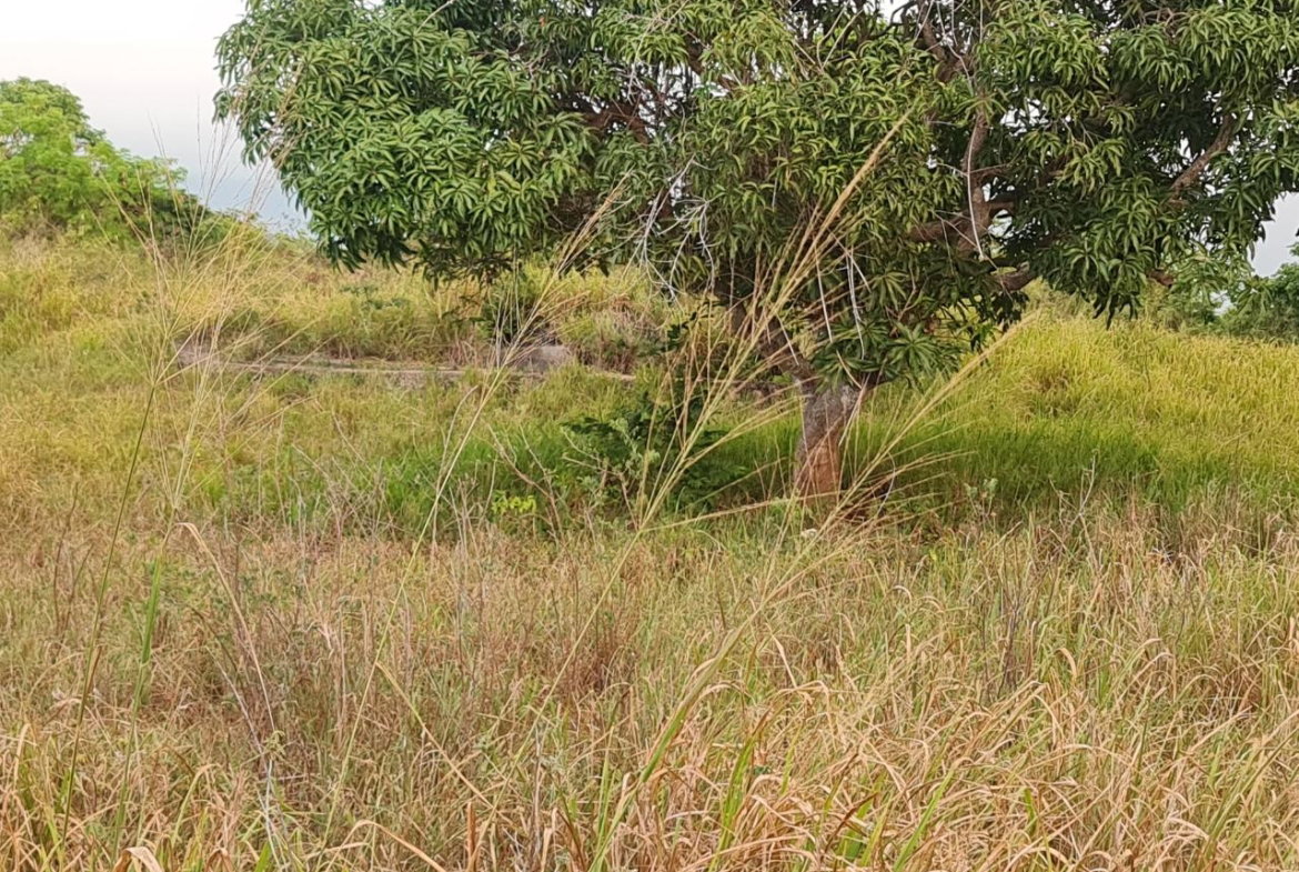 Eighth image of Big Yard Road , Top Hill in Top Hill, St. Elizabeth, Jamaica - property is For Sale