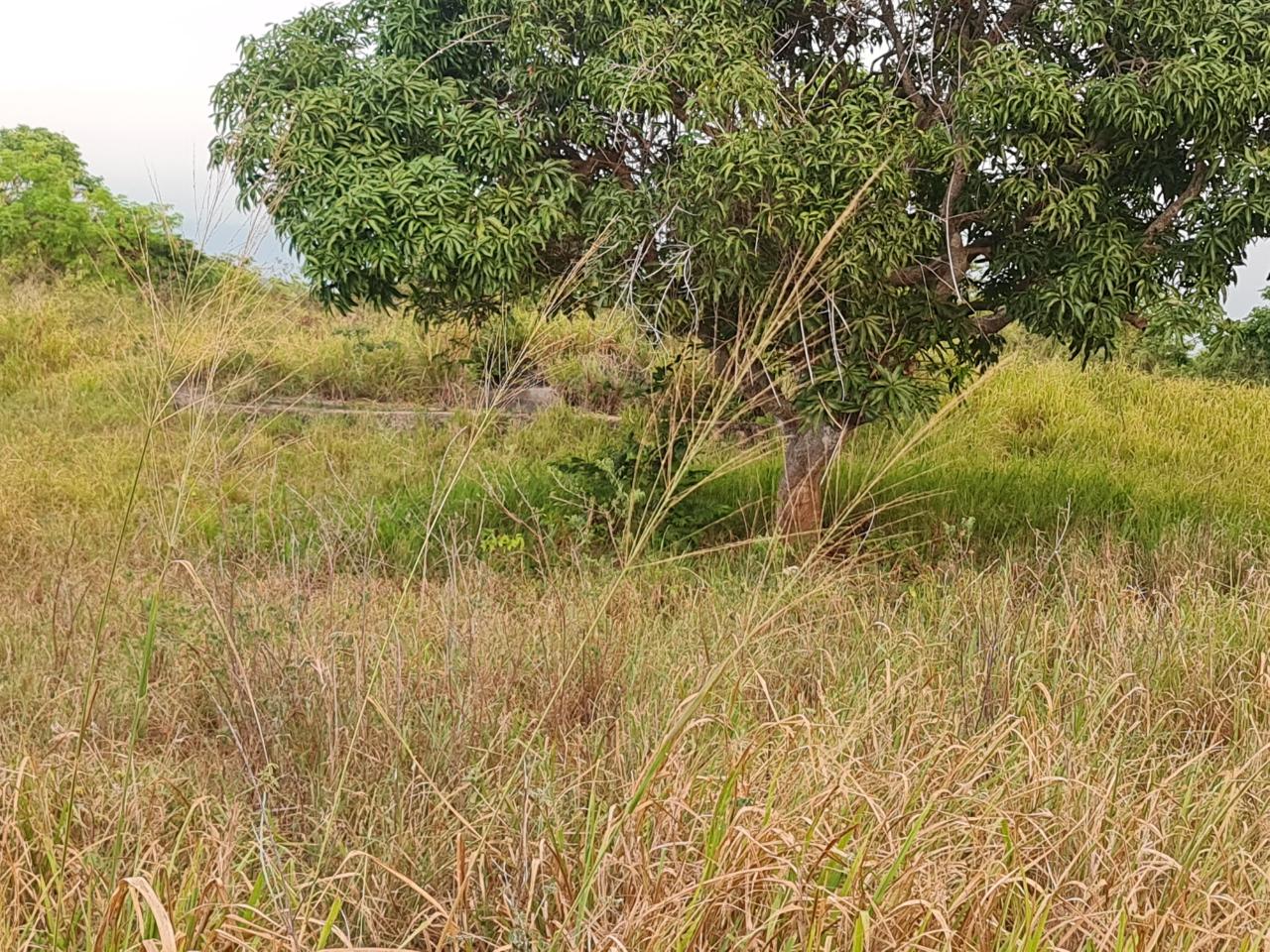 Eighth image of Big Yard Road , Top Hill in Top Hill, St. Elizabeth, Jamaica - property is For Sale